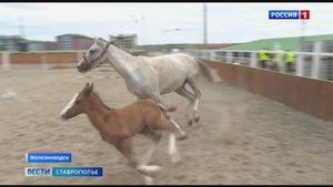 На Ставрополье откроют новую конноспортивную школу