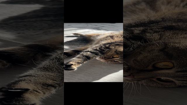 ЧЕССИ🐯ПРОВОЖАЕТ НА РАБОТУ