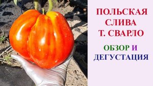 ТОМАТ ПОЛЬСКАЯ СЛИВА ТЁТУШКИ СВАРЛО. ОБЗОР И ДЕГУСТАЦИЯ.