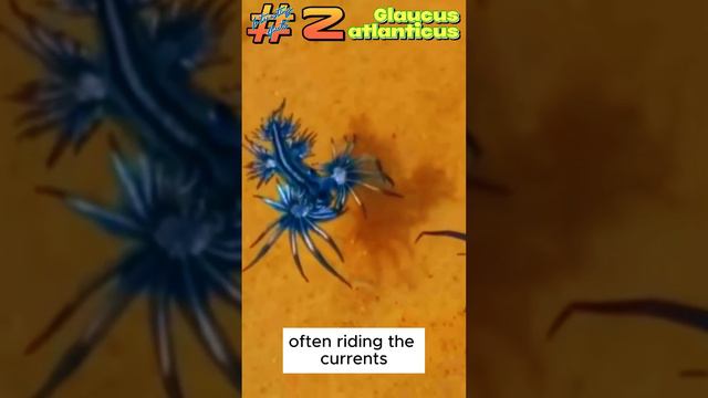 Glaucus atlanticus IF2 #interestingfacts #interesting #fact