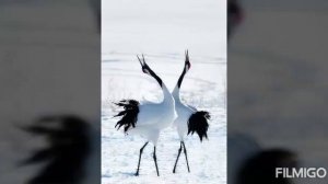 НАД ТАЙГОЙ ЗАСЫПАЮЩЕЙ (ПЕСНЬ ВОЗРОЖДЕНИЯ № 1830)