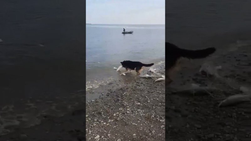 Помощник на рыбалке часть 2, пёс молорик!