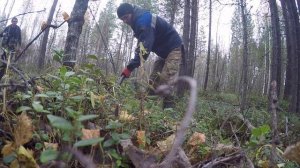 Нашли в лесу разобранную УЖД.Подкладки в шпалах.Рельсы торчат из земли.