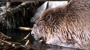 Бобр в центре города Мытищи на реке Яуза (Моск. область, Россия)/Beaver (Castor fiber) in the city.