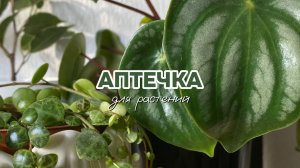 Домашняя аптечка для комнатных растений🚑 Обзор полезных препаратов🌿 Средства от вредителей💉🕷️