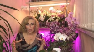 Пятничный стрим! Любимые орхидеи! Ответы на интересующие вас вопросы.