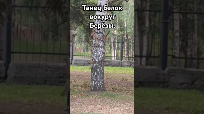 Танец Белок вокруг Берёзы