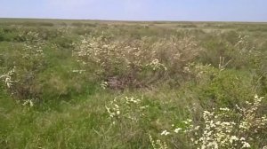 Song of thе Steppes . Песня степей . Nomad music .