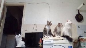 22 марта 2019 г. Говорят кошкам рыбу Нельзя.