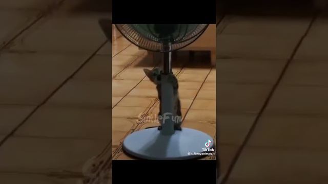 Подборка смешных кошек 1 часть