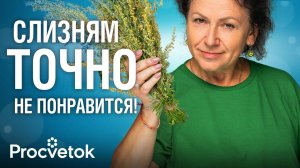 СЛИЗНИ ОБХОДЯТ УЧАСТОК СТОРОНОЙ, если на нём растут эти растения!