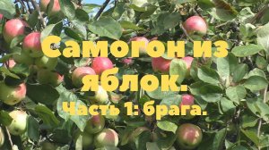 Часть 1 Яблочная брага