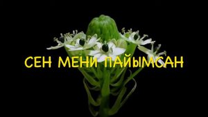 Бурлият Ибрагимова 💫💫💫