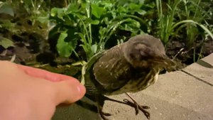 Как вела себя спекшаяся от жары птица до спасения