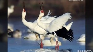 РУКИ БЛАГОДАТИ - РУКИ ГОСПОДА (ПЕСНЬ ВОЗРОЖДЕНИЯ № 1009)