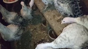 Вся в раздумьях - сколько оставить индюшек