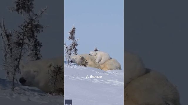 Почему бурые медведи впадают в спячку, а белые нет?