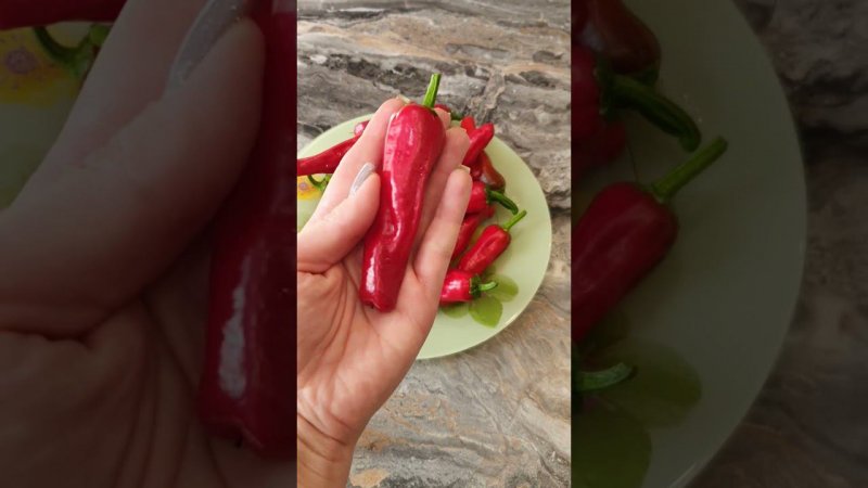 Слабоострый перец Пеперончини. Вкусный и урожайный.
