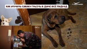 КАК ОТУЧИТЬ СОБАКУ ГРЫЗТЬ В ДОМЕ ВСЁ ПОДРЯД