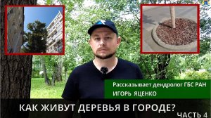 Дендролог о деревьях в городе