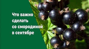 Что важно сделать со смородиной осенью, чтобы увеличить урожай в следующем году.