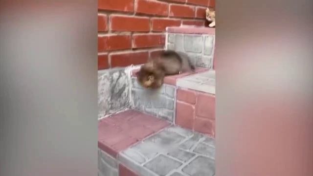смешные какая
