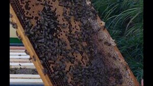 Переселяю пчёл, что с кормами, нежданчик!