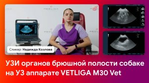 УЗИ органов брюшной полости собаке на УЗИ аппарате VETLIGA M30 Vet