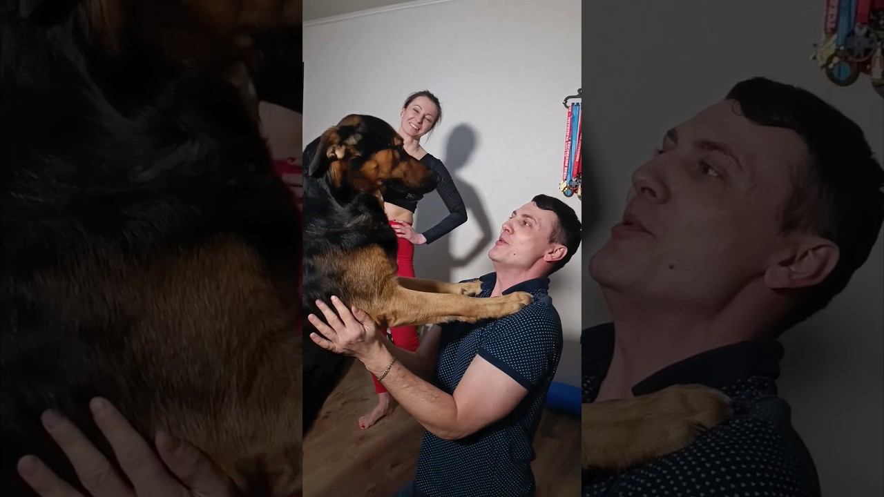 Никогда не видел такой огромной дворняги  #собаки #животные #братьянашименьшие #собака