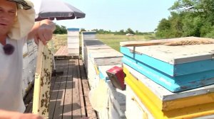 ДОСТАЁМ ПЧЕЛИНЫЕ СОТЫ ГОЛЫМИ РУКАМИ