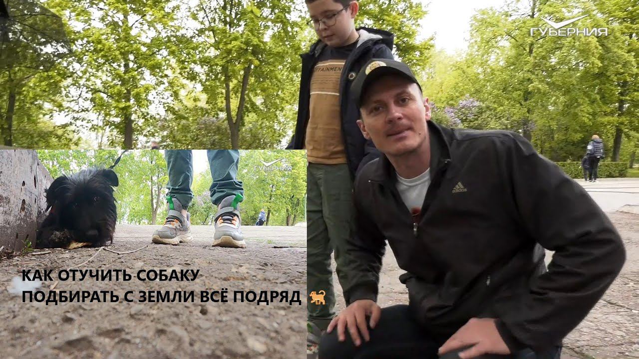 Как отучить собаку все подбирать на улице. Собака как отучит подбирать с земли. как отучить собаку подбирать еду на улице.