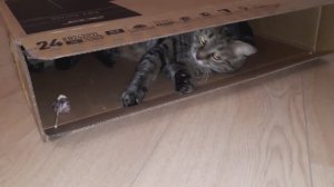 Кот, коробка и чеснок😺📦🧄