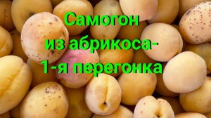 Самогон из абрикоса - первая перегонка