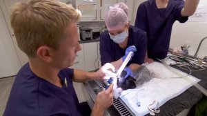 Dr Scott Miller Removes HUGE Overgrown Teeth From Rabbit | Full Episode | E21 | Bondi Vet Digital