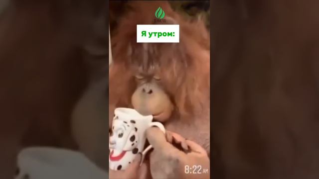 Не хватает энергии❓Не успеваете сделать все запланированные дела❓Попробуйте ростки пшеницы 🌱
