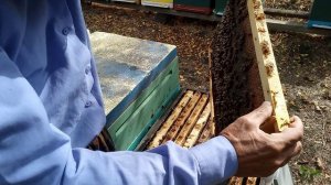 Собираем пчелиные гнезда в зиму