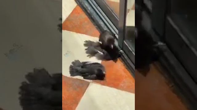 Птицы увидели как продавщица в магазине подкармливал больного птенца который к ней залетел смотреть онлайн