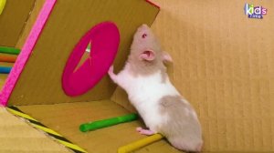 Радужный лабиринт для хомячка с бассейном и шариками! Лабиринт для хомячков