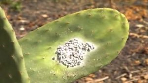 LA COCHINILLA  EN CANARIAS - EL CULTIVO DEL NOPAL