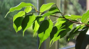 Фикус сбросил листья. Основные причины.