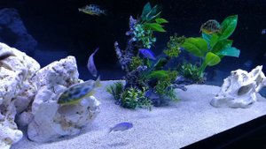 Cichlid Malawi Aquarium / Tank / Venustus / Mdoka White lip - Week 4