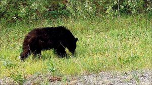 YUKON CALLING : Cinnamon Bears and Bison along the Trail