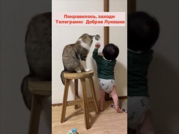 Я, присмотрю...) • #кошки #кошкивидео #приколы #приколысживотными #юмор