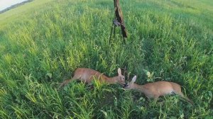 Охота на самца косули на гону в Беларуси 2021.mp4