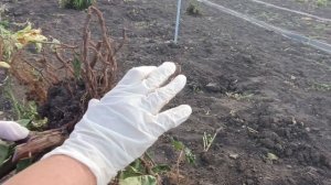 Какие саженцы будут в октябре. Часть 2. Ежевика. Пригород Воронежа.