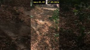 120 - придом тер. от 17.09.2024 - мкд 26,35,36, 41-42очередной - третий раз подряд обман в отчетах