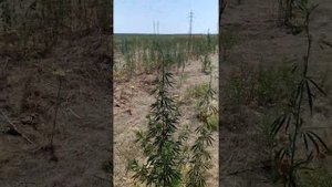 Чуйская далина