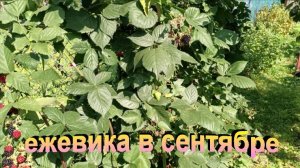 "Ежевика в сентябре."#сад#огород#дача