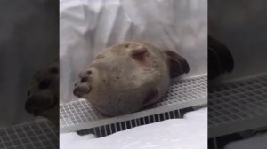 Видео от Мемный мем