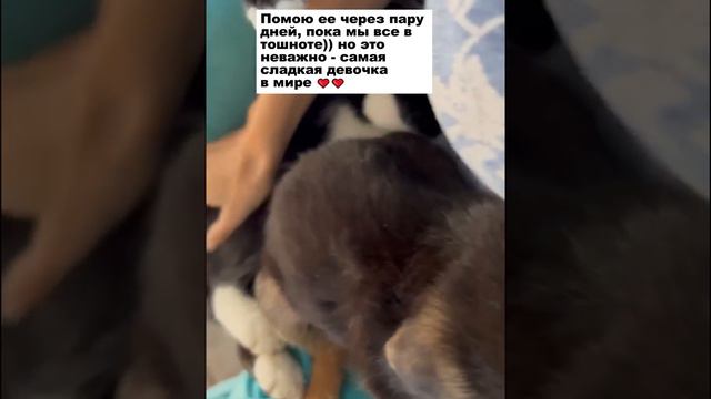 ИСТОРИЯ двух малышей с улицы...#ева #тедди #возьмисобакуизприюта #помощьбездомнымживотным #семья